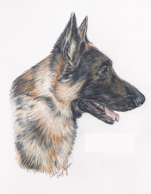 german shepherd