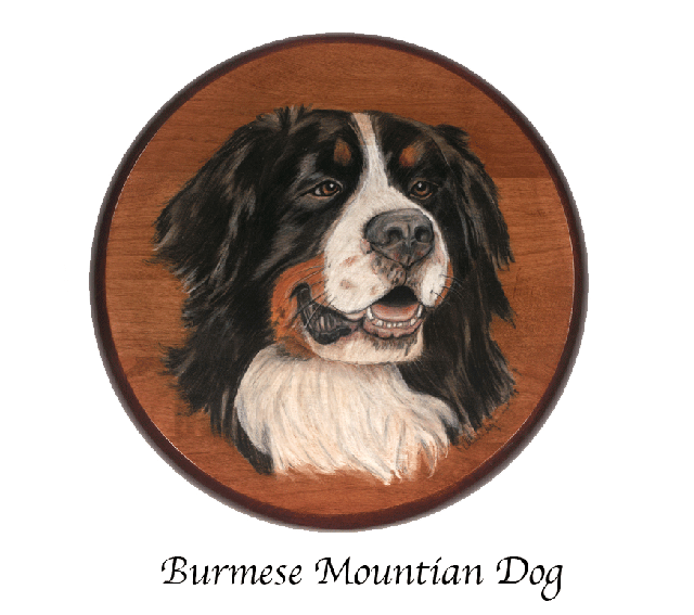 Burmese Mountian Dog