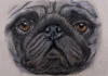 pug eyes